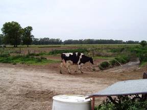 Recuperación de vaca luego de desvase y taco
