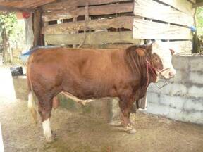 simmental 100