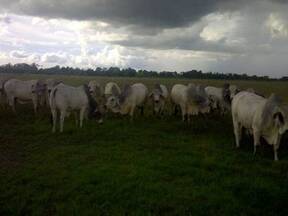 ganado gordo para vender