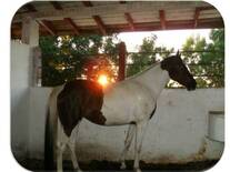 caballo pinto cubana (yegua)