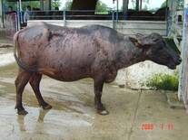 Búfala con leucoderma