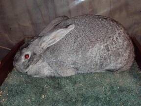 Chinchilla Gigante