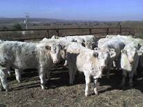 Destete Charolais
