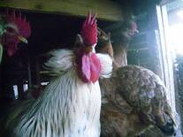 Gallo ketro