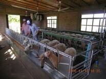 Tambos de ovejas en Argentina