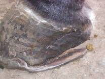 Multiherrajes en caballos