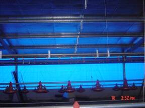Ubicación de los equipos de automatización dentro de un galpón avícola