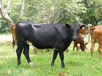 Senepol / Holstein