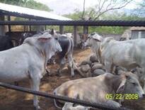 Becerros en engorda