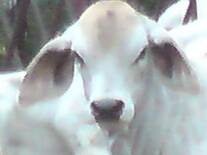 Ganado Brahman
