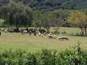 Finca La Novedosa