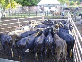 Manejo del ganado en instalaciones tecnificadas
