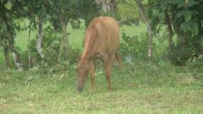 Puka to WinLlegua Cuarto de MillaGanadera M - 14 Chiriqui Panama