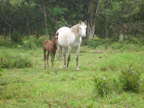 Caballos Ganadera M - 14