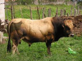 Toro topizado de raza asturiana de los valles