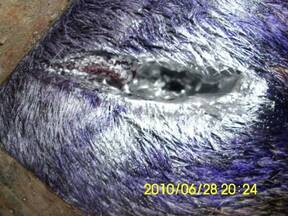 perforacion de del falcon azquierdo en un hembra cebu en pastoreo.
