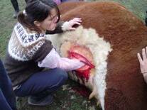 Cesárea en vacas.