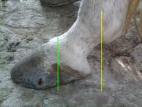 Multiherrajes en caballos