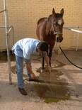 Realizando lavado estomacal a caballo