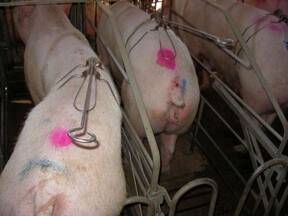 Uno de los sistemas más eficientes y prácticos para autoinseminación en cerdos