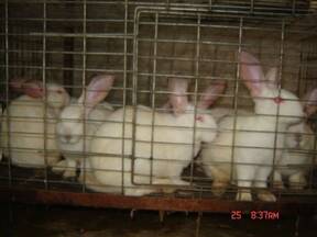 granja de conejos