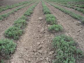 Producción de Orégano en Luyaba, Córdoba. 