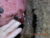 Lesion de ectima en pezon de oveja lechera