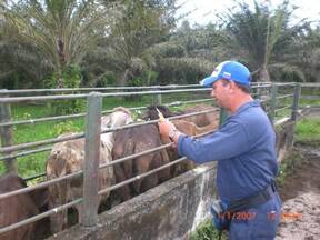 Vacunación bovina