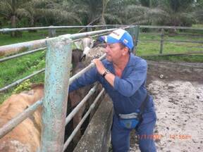 vacunacion bovina