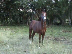 mi caballo