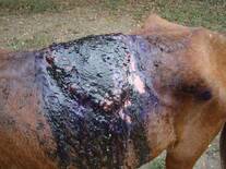 Lesion granulomatosa en la piel de una yegua