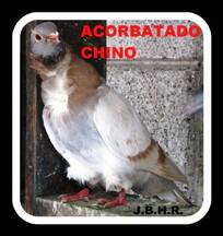 acorbatado