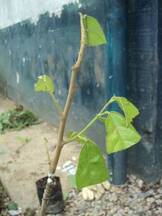 cacao criollo en vivero