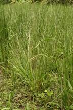 VETIVER PARA CONTROL DE EROSION