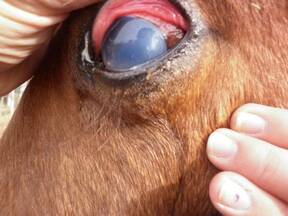 Lesión inicial en ojo de caballo
