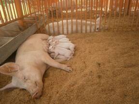 Instalaciones para cerdos en cama profunda 