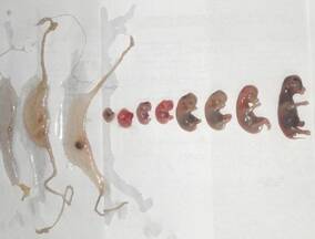 Evolución de embrión bovino