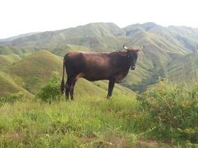 programa de Fiebre aftosa Belen Cartanal.