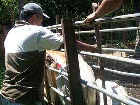 vacunacion en Belen, Quebrada de Cartanal