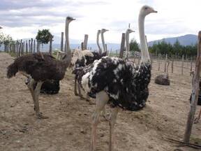 Baja libido de avestruces reproductoras