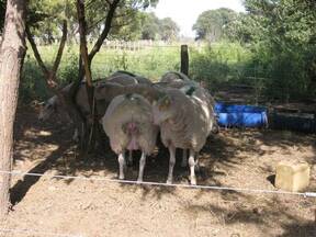 Ordeñe 2010-2011. INTA, Anguil, La Pampa, Argentina