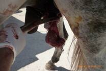Anestesiando testículos en equinos