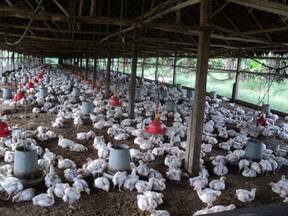 PRODUCCION DE AVES EN LA SELVA PERUANA- IQUITOS, LORETO.