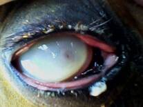 oveititis, keratomicosis o ulcera ocular ayuda