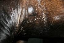 Tratamiento de tricoepitelioma en caballos