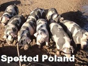 reproductores porcinos