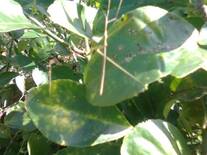 identificacion de plagas en citricos: Insecto Palo