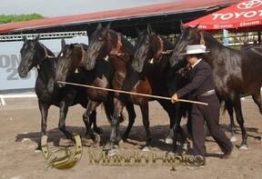 Bonanza Raza PRE 2012 Costa Rica