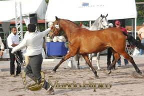 Bonanza Raza PRE 2012 Costa Rica