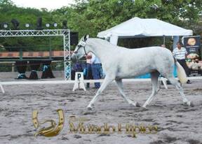 Bonanza Raza PRE 2012 Costa Rica